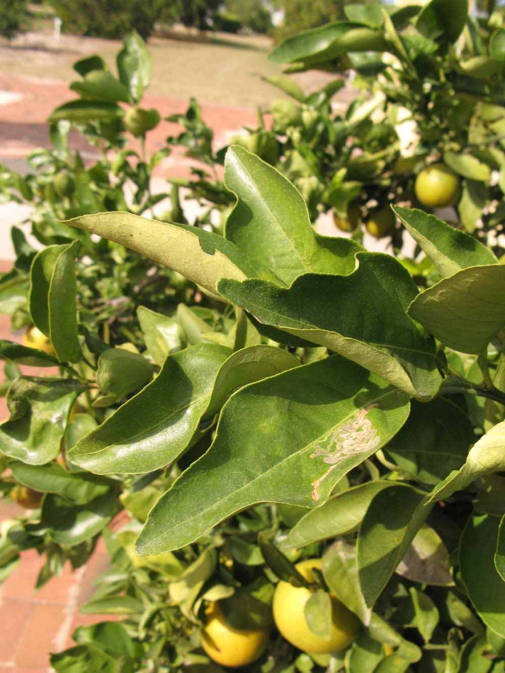            Sun leaves (Winter Haven, FL)   